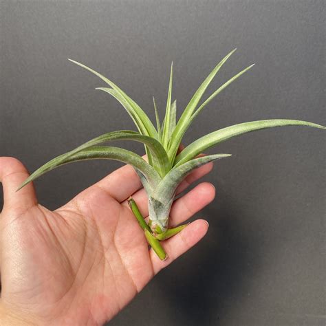 旋風木柄鳳開花|旋風木柄鳳 Tillandsia flexuosa Vivipara – 狂買園藝